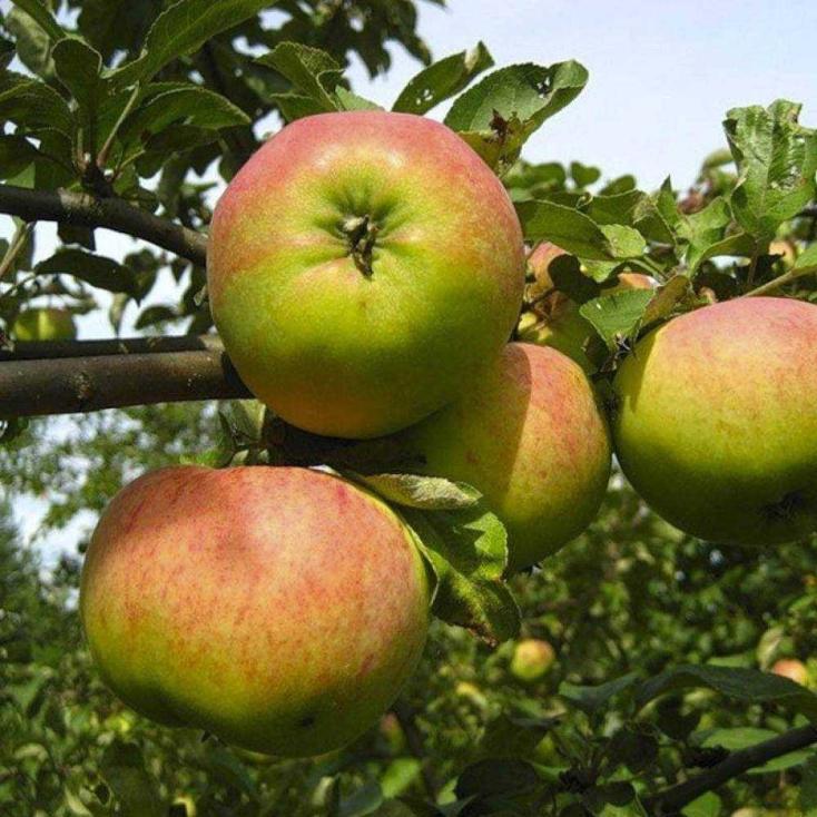 Яблоня полукарлик зимняя Ладога ЗКС