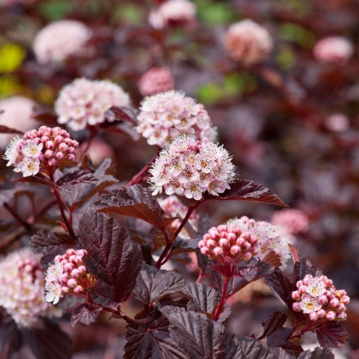 Пузыреплодник Physocarpus opulifolius ЗКС